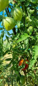 graševina, domaće vino, opg dedić, maslinik, groždže, povrče